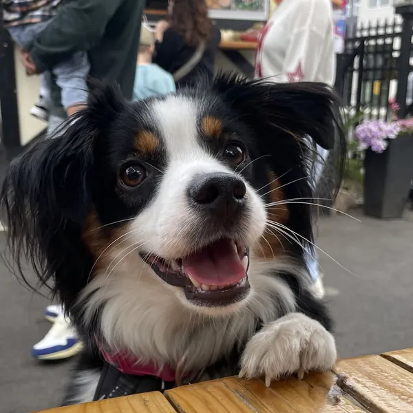 Mitzi, a tricolour dog, at a cafe table.