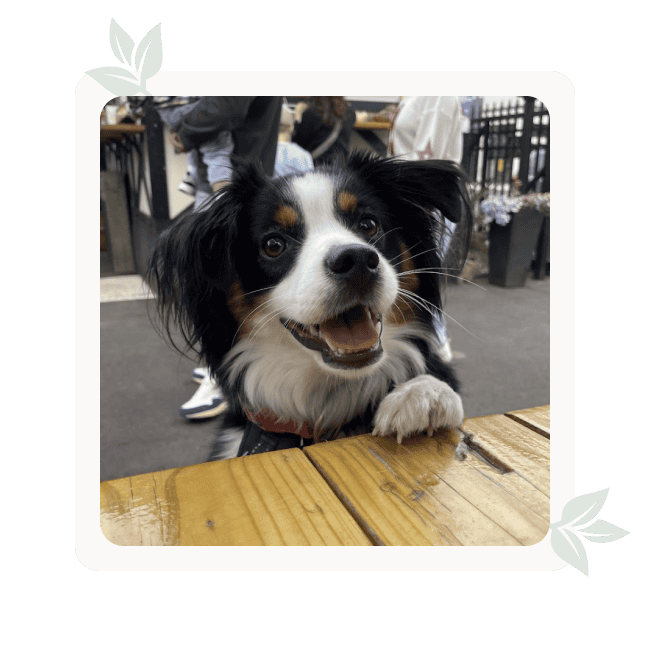 Mitzi, SPG's office dog and mascot.